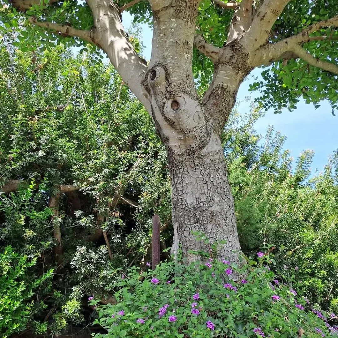Villa Sa Domixedda Villasimius 0*,